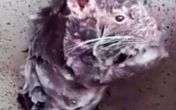 PESSOAS QUE EU TENHO MAIS AFETO